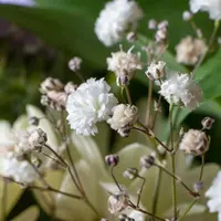 Gypsophila
