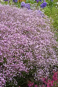 Gypsophila Festival Pink Lady PBR | 150 pce