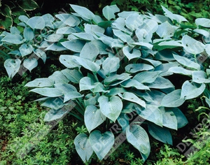 Hosta Halcyon | 400 pce
