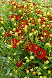 Helenium Bandera PBR | 25 pce