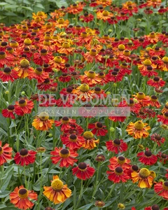 Helenium Fuego PBR | 25 pce