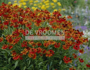 Helenium Moerheim Beauty | 150 pce