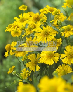 Helenium Sombrero | 25 pce