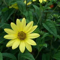 Helianthus