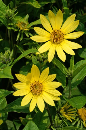 Helianthus  Lemon Queen | 25 pce