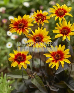 Heliopsis Burning Hearts | 25 pce