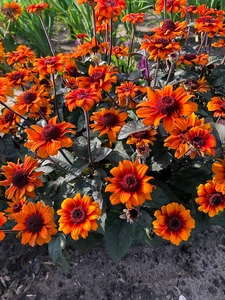 Heliopsis Luna Roja | 25 pce