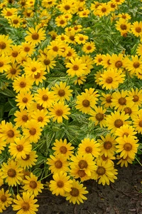 Heliopsis Variegata Oriole | 25 pce