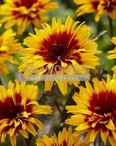 Heliopsis Yellow Spider | 25 pce