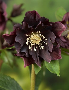 Helleborus  Double Ellen Purple | 150 pce