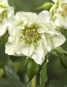 Helleborus  Double Ellen White | 150 pce