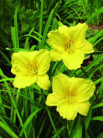 Hemerocallis Big Time Happy | 25 pce