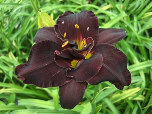 Hemerocallis Bogeyman | 150 pce