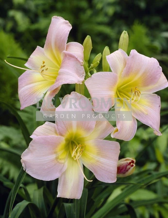 Hemerocallis Catherine Woodbury | 25 pce