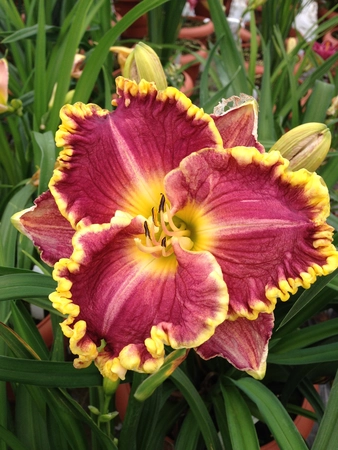 Hemerocallis Daria | 25 pce