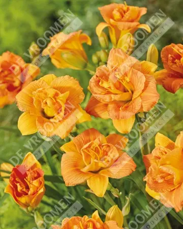 Hemerocallis Double Orange Zephyr | 150 pcs