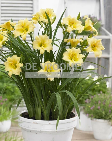 Hemerocallis EveryDaylily Cream PBR | 25 pce