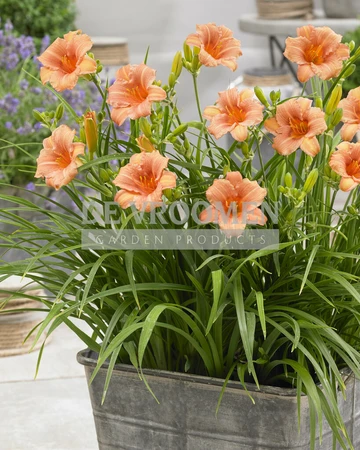 Hemerocallis EveryDaylily Pink Wing PBR | 150 pce