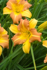 Hemerocallis EveryDaylily Punch Yellow PBR | 150 pce
