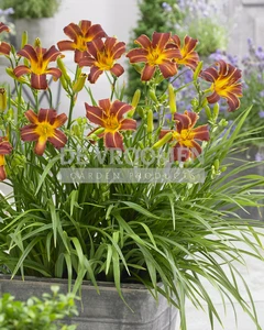 Hemerocallis EveryDaylily Red Ribs PBR | 150 pce