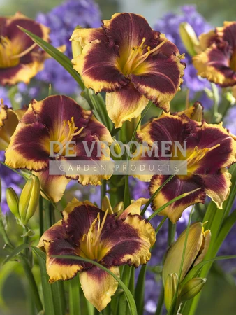 Hemerocallis Eye on America | 25 pce