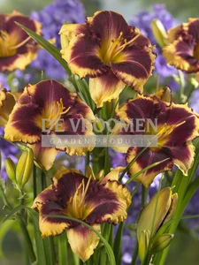 Hemerocallis Eye on America | 150 pce