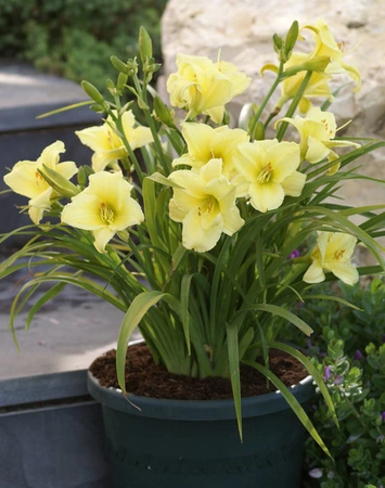 Hemerocallis Fragrant Reflection | 25 pce
