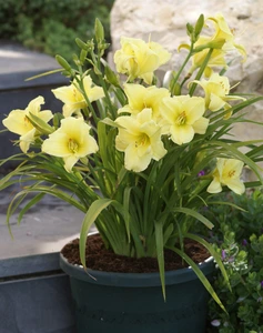 Hemerocallis Fragrant Reflection | 150 pce