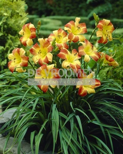 Hemerocallis Frans Hals | 150 pce