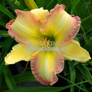 Hemerocallis Frosted Vintage Ruffle | 150 pce