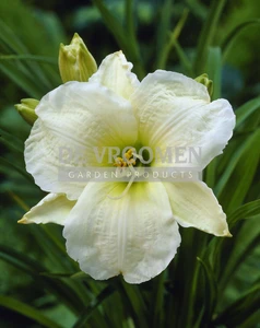 Hemerocallis Gentle Shepherd | 150 pce
