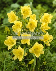 Hemerocallis Happy Returns | 150 pce