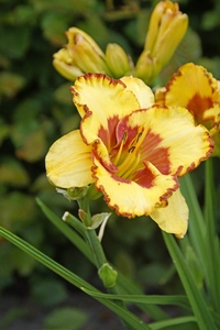 Hemerocallis Irresistible Charm | 25 pce