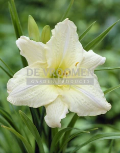 Hemerocallis Joan Senior | 150 pce