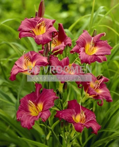 Hemerocallis Little Grapette | 150 pce