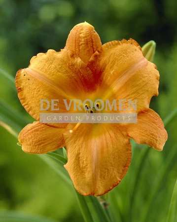 Hemerocallis Mauna Loa | 25 pce