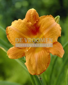 Hemerocallis Mauna Loa | 150 pce