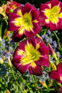 Hemerocallis Night Beacon | 150 pce