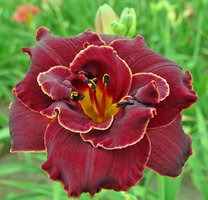 Hemerocallis Night Embers | 150 pce