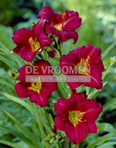 Hemerocallis Pardon Me | 150 pce