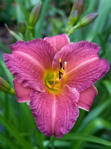 Hemerocallis Purple d'oro | 150 pce