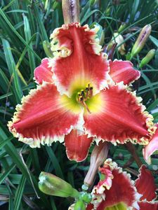 Hemerocallis Red Sakura | 150 pce