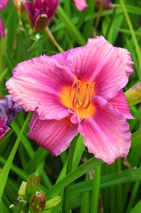 Hemerocallis Rosy Returns | 150 pce