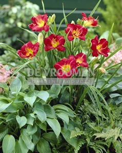 Hemerocallis Ruby Stella | 150 pce