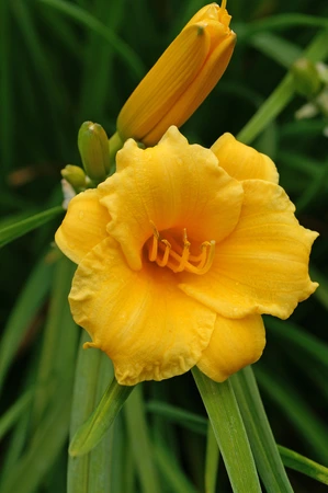 Hemerocallis Stella de Oro | 25 pce