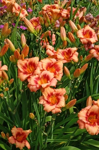 Hemerocallis Strawberry Candy | 150 pce