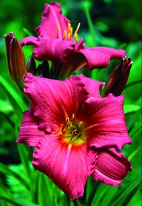 Hemerocallis Summer Wine | 150 pce