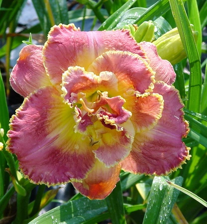 Hemerocallis Unlock The Stars | 150 pce