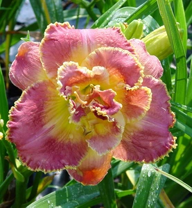 Hemerocallis Unlock The Stars | 150 pce