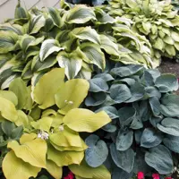 Hosta